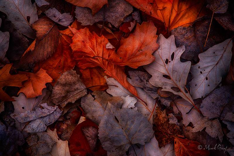 leaf photos and colorful nature patterns leaf photos colorful nature patterns