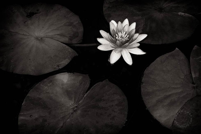 Water lily and lilypads FL9630