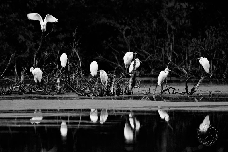 Great Egret roost BI9319