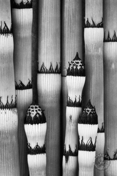 Scouring Rush / Horsetail PL8839