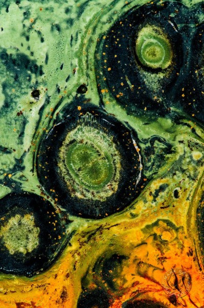 Kambaba Jasper circles RO9063