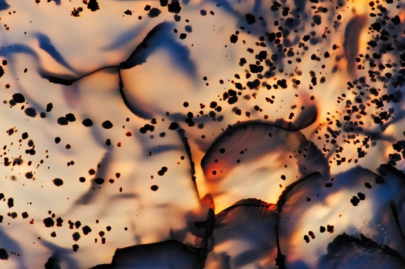 Montana Agate I RO9057