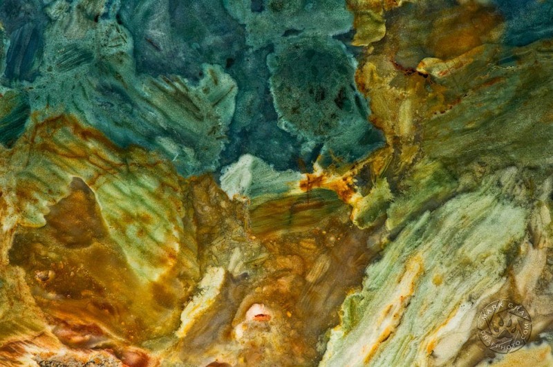 Petrified swamp jasper RO8737