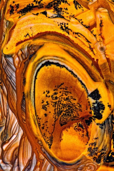 Sahara Tree RO9345