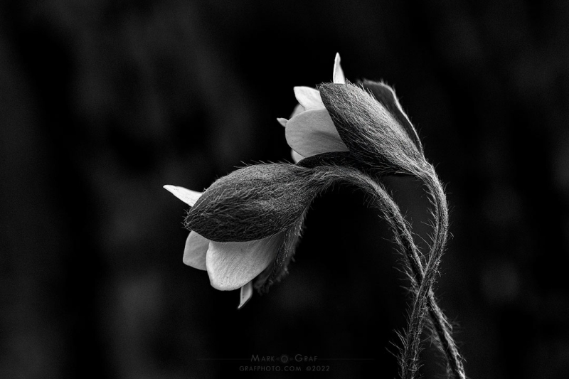 Hepatica Trichomes FL10647