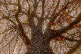 Chinquapin Oak Mitig in Autumn TR10988 in Autumn TR10986
