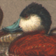 The Birdfreak Team