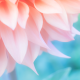 Photo Buffet