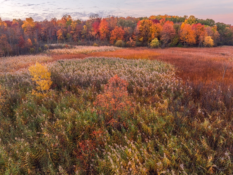 Sterling Heights Nature Preserve in Autumn AV10993
