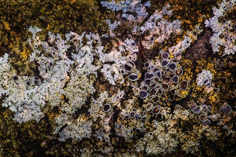 Rosette Lichen FU11003