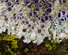 Rosette Lichen FU11004 Rosette Lichen FU11004
