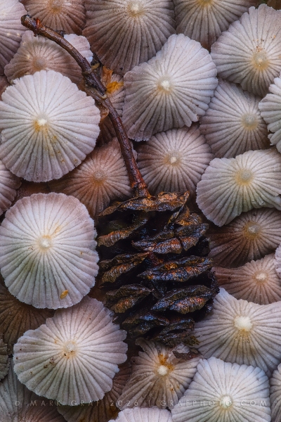 Trooping Crumble Cap Fungi with  Dawn Redwood cone FU110117