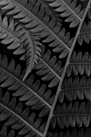 Ostrich Fern Patterns PL10649 Ostrich Fern Patterns PL10649