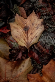 Tulip Tree Leaf and assorted soil nutrients LE10918 Tulip Tree Leaf and assorted soil nutrients LE10918