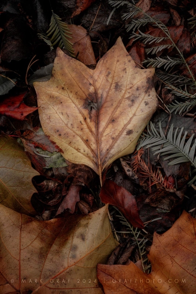 Tulip Tree Leaf and assorted soil nutrients LE10918