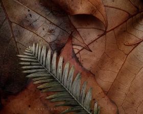 Leaf Intersections LE10920 Leaf Intersections LE10920