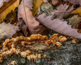Chinquapin Oak leaves and Turkey Tail LE10987