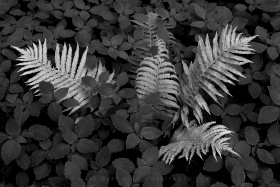 Ostrich Fern and Jewelweed PL10962 Ostrich Fern and Jewelweed PL10962