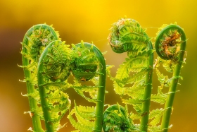 SPRING ENERGY - OSTRICH FERN FIDDLEHEADS PL11012 SPRING ENERGY - OSTRICH FERN FIDDLEHEADS PL11012