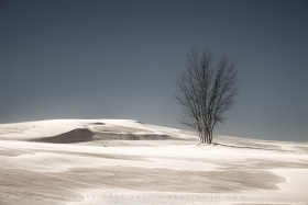Tree and Dunes SL10892 Tree and Dunes SL10892