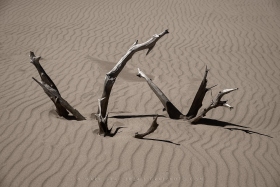 Ghost Forest remnants SL10894 Ghost Forest remnants SL10894