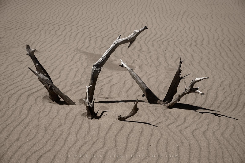 Ghost Forest remnants SL10894