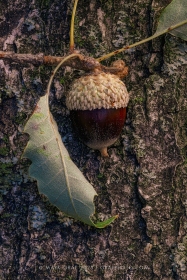 Chinquapin Oak acorn, leaf, and bark TR10977 Chinquapin Oak acorn, leaf, and bark TR10977