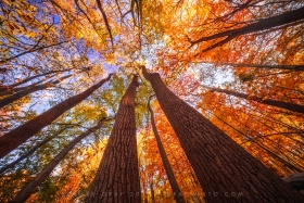 Autumn Forest Bathing TR10981 Autumn Forest Bathing TR10981
