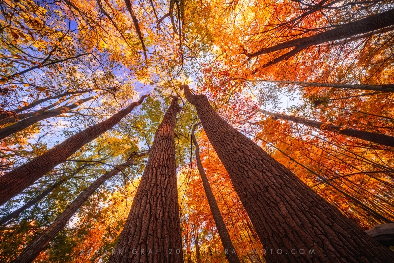 Autumn Forest Bathing TR10981