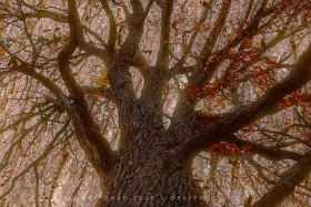 Chinquapin Oak Mitig in Autumn TR10988 in Autumn TR10986