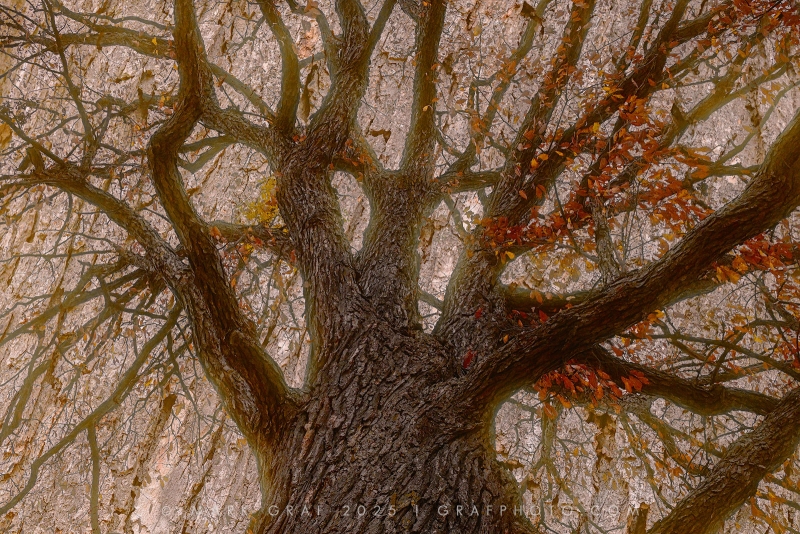 Chinquapin Oak Mitig in Autumn TR10988 in Autumn TR10986