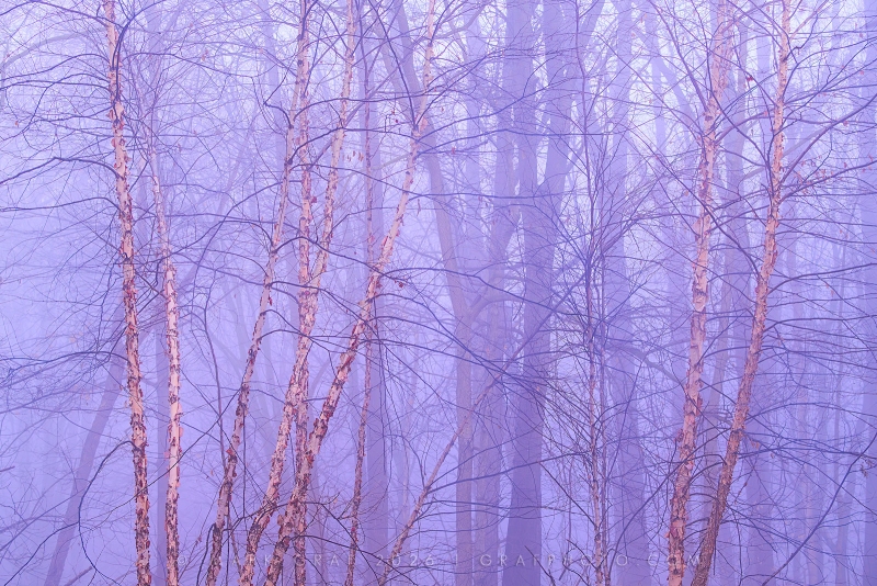 "Purple Haze" | River Birch Woodland in Fog TR11000