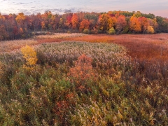 Sterling Heights Nature Preserve in Autumn AV10993