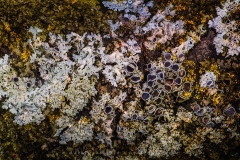 Rosette Lichen FU11003