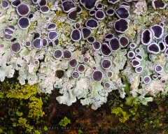 Rosette Lichen FU11004