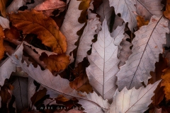 Fallen Chinquapin Oak Leaves LE10989