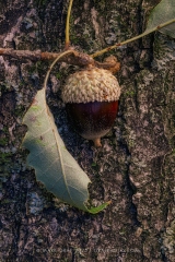 Chinquapin Oak acorn, leaf, and bark TR10977