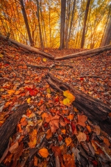 Leaves of a Vernal Pool in Autumn TR10982
