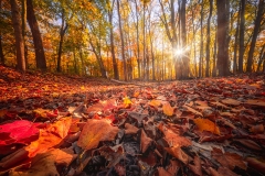 Autumn Vernal Pool Basin (Dry state) TR10983