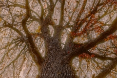 Chinquapin Oak Mitig in Autumn TR10988 in Autumn TR10986