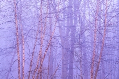 "Purple Haze" | River Birch Woodland in Fog TR11000