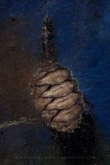 Metasequoia Cone in Ice TR11005