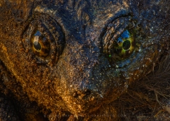 Snapping Turtle In Your Face TU11001