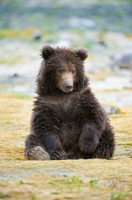 Cute bear cub BE9100 Cute bear cub BE9100