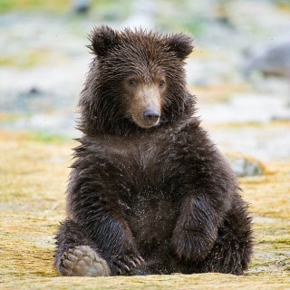 Cute bear cub BE9100