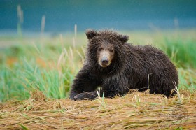 Cute brown bear cub BE9118 Cute brown bear cub BE9118