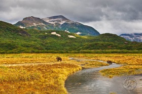 Scenic Katmai View with Bears BE9132 Scenic Katmai View with Bears BE9132