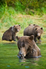 Bear grooming with cubs BE9156 Bear grooming with cubs BE9156