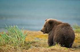 Brown bear cub BE9211 Brown bear cub BE9211