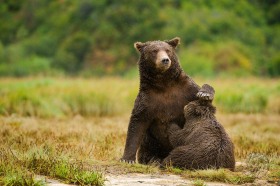 Mother nursing cub BE9246 Mother nursing cub BE9246